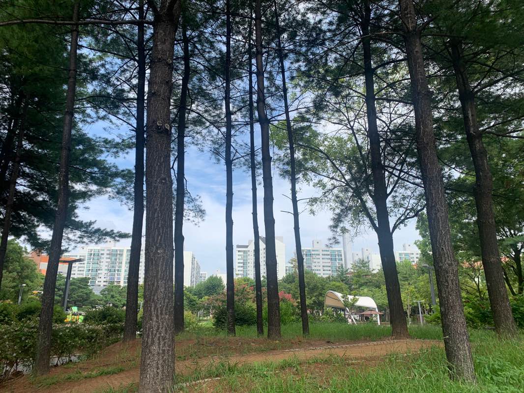 walking near me in 장배기공원 in winter