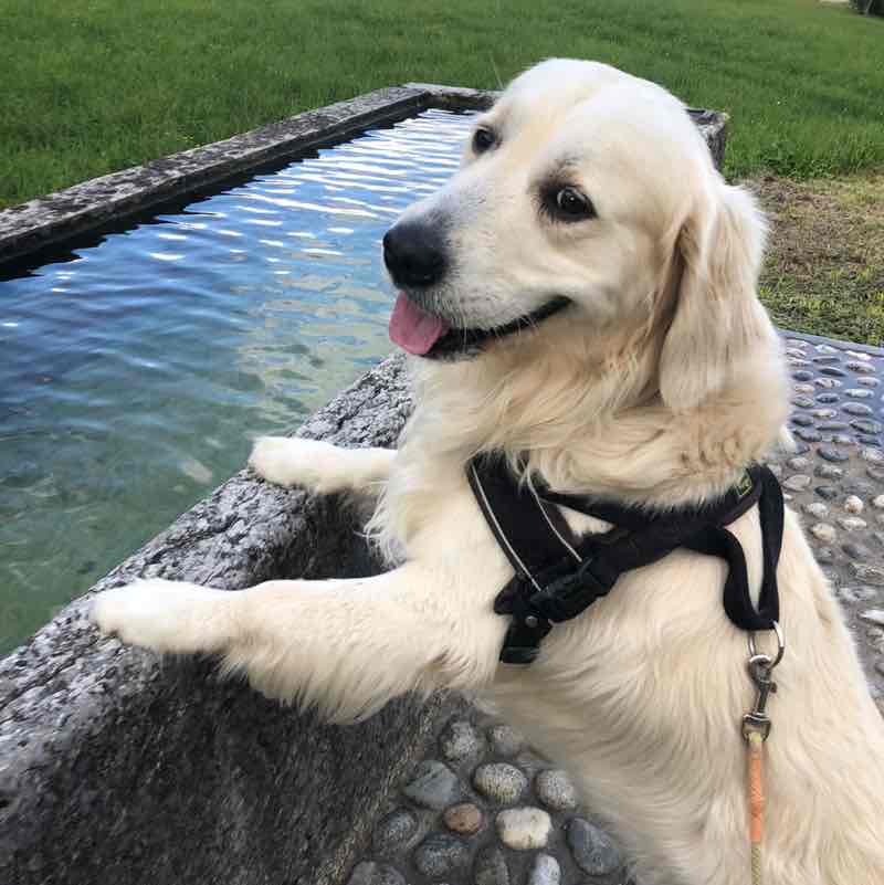 AMICI Italia Evelina post image