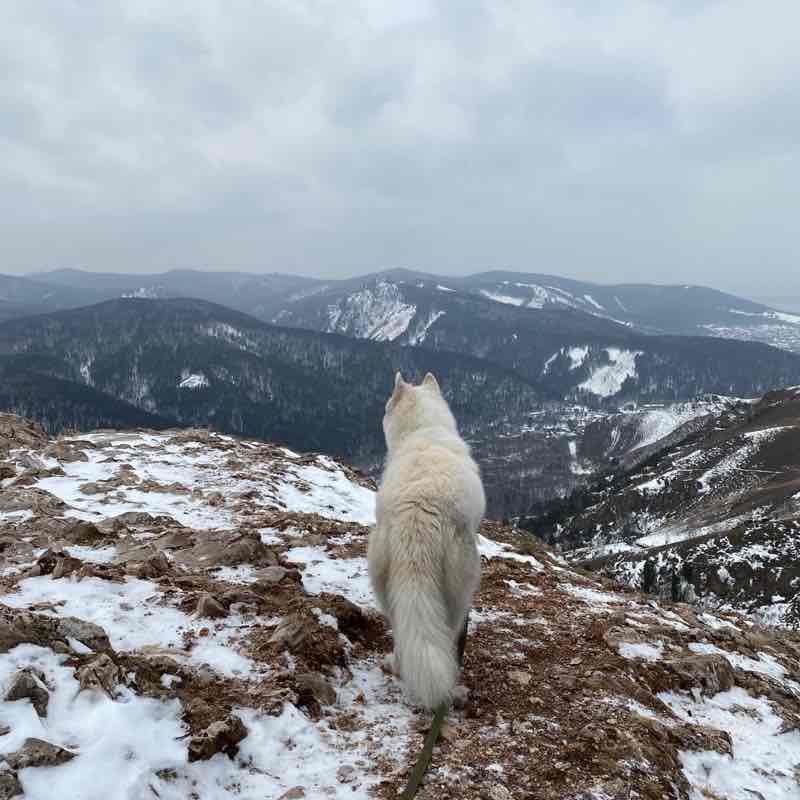 Шагать  с собакой. Сочи. Людмила🪆🇷🇺 post image