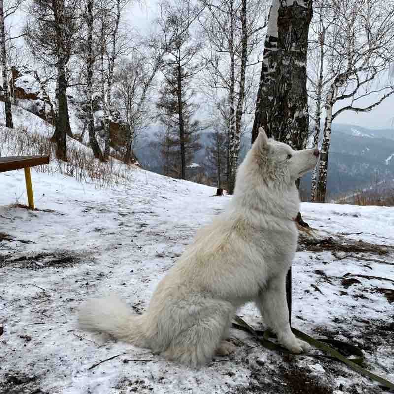 Шагать  с собакой. Сочи. Людмила🪆🇷🇺 post image