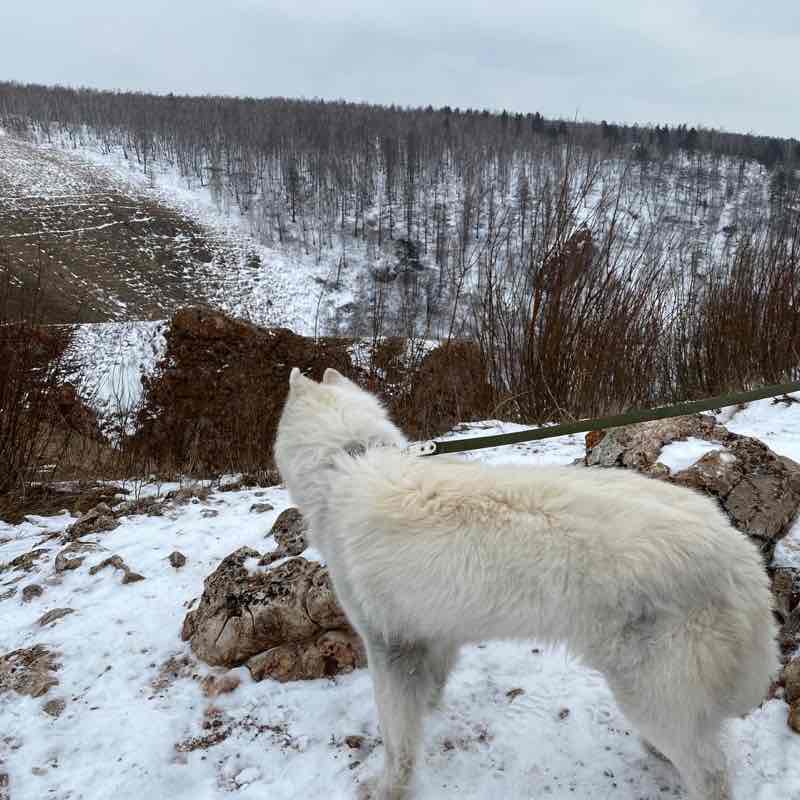 Шагать  с собакой. Сочи. Людмила🪆🇷🇺 post image