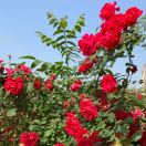 { 悦人悦己 } 🌅