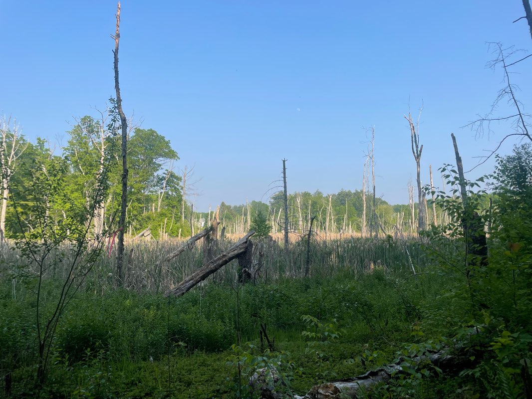 walking near me in Rauscher Farm in winter