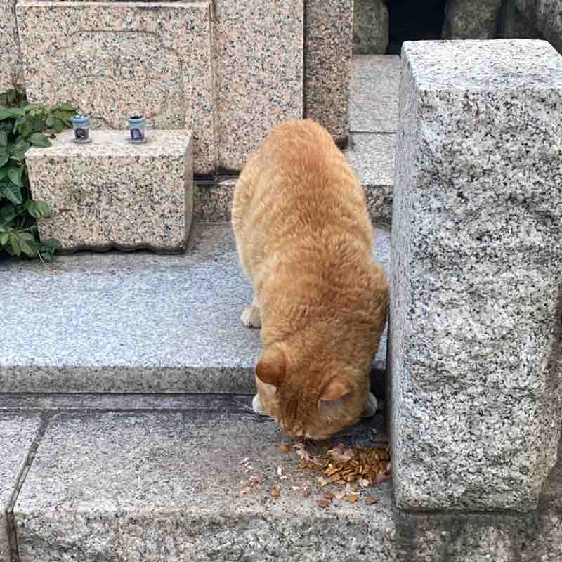 SMCJ 2024 A noriko kazama post image