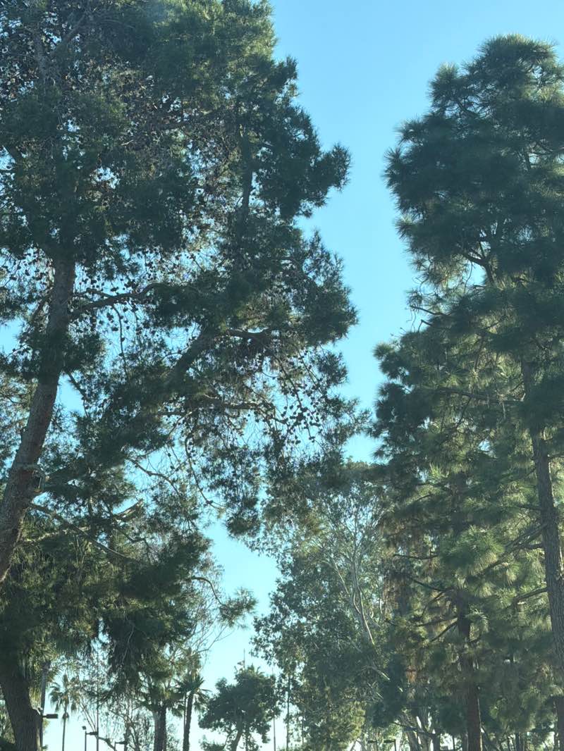 walking near me in Palm Park in winter