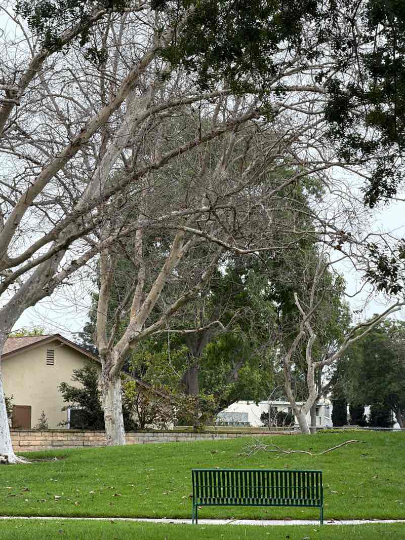 walking near me in Pat Nixon Park in winter