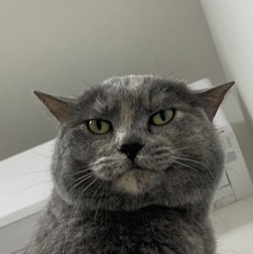 chikayo ishii profile