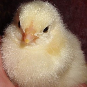 Nina Pettersson profile