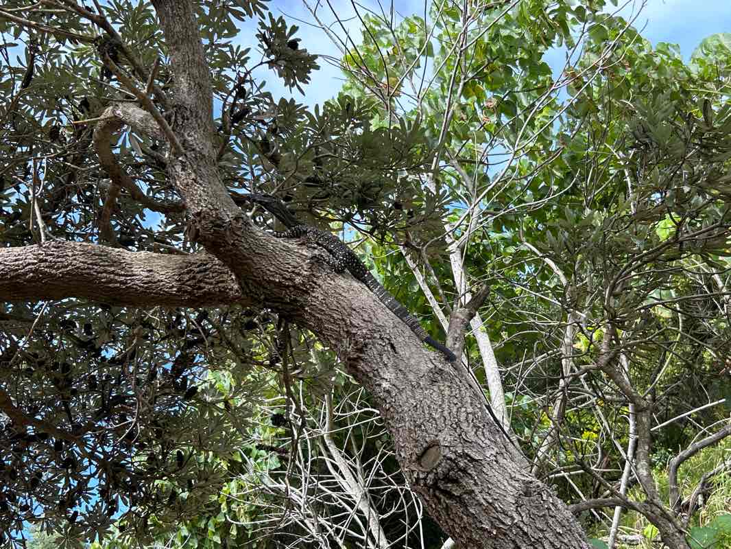 walking near me in Currimundi Lake (Kathleen McArthur) Conservation Park in summer