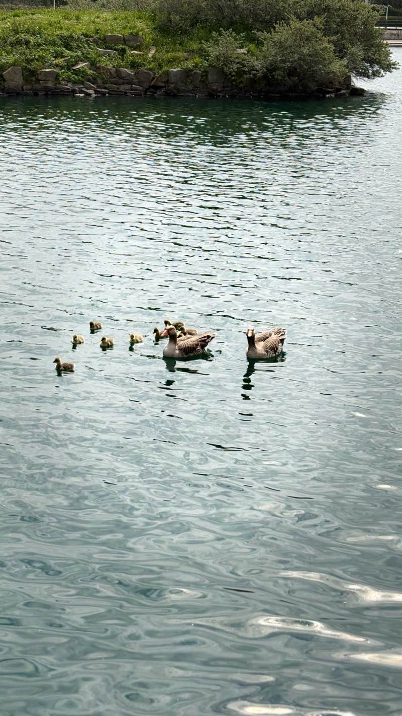 walking near me in Kings Gardens in spring