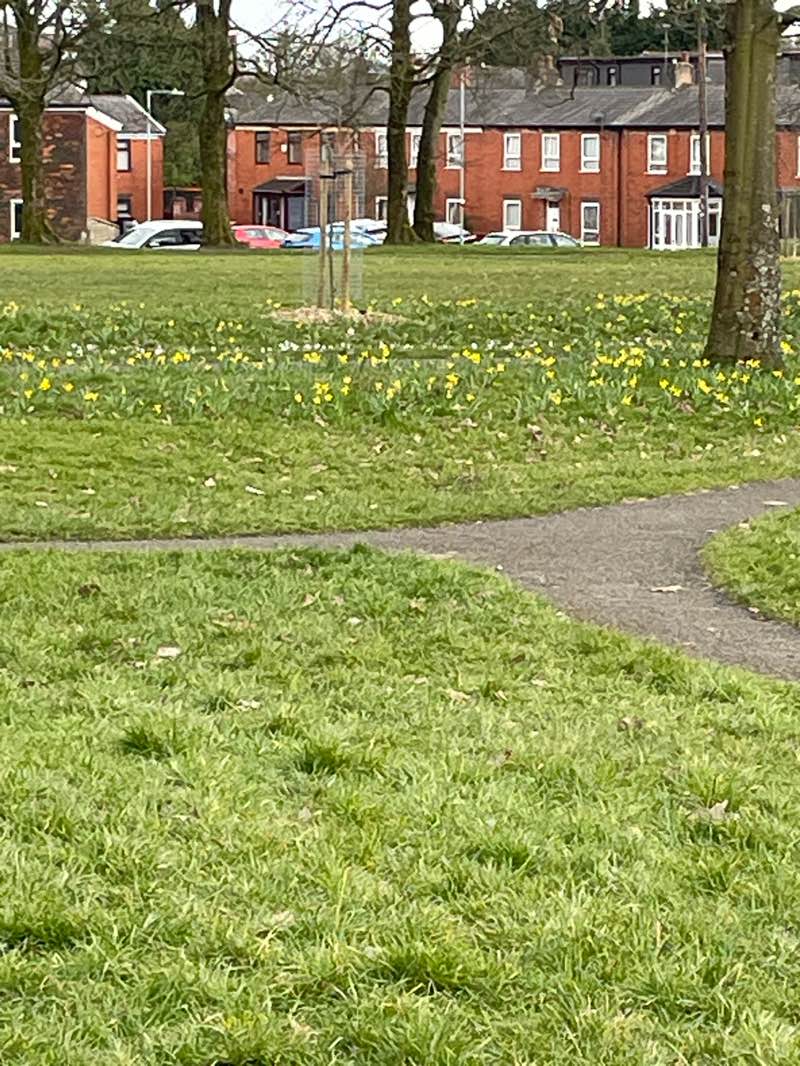 walking near me in Great Lever Park in spring