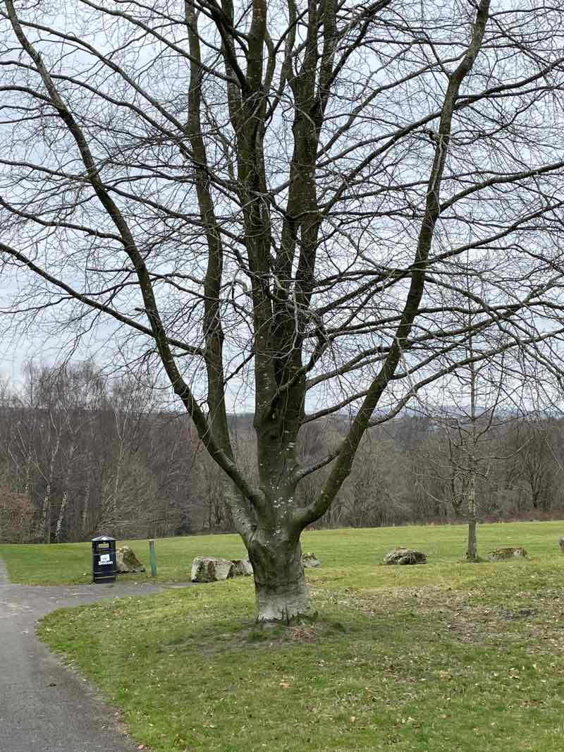 walking near me in Haslam Park in spring