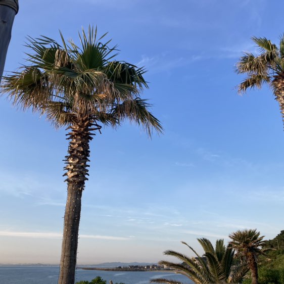 SMCJ 2024 H michiko yamamoto post image