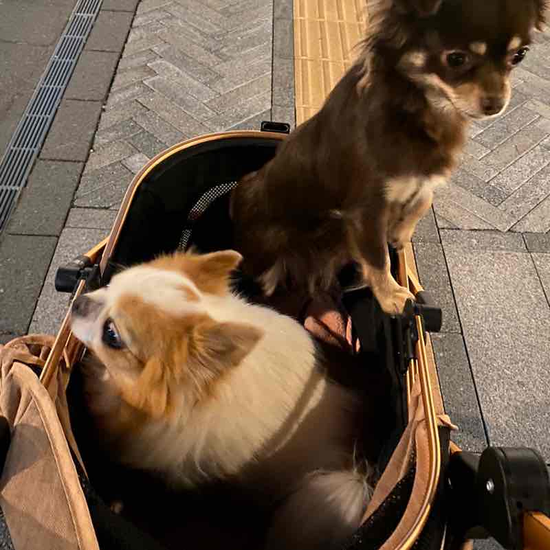 SMCJ 2024 A kana.zenno post image