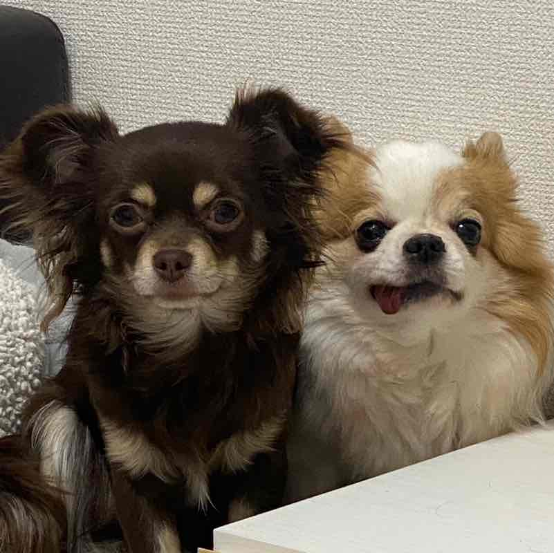 SMCJ 2024 A kana.zenno post image