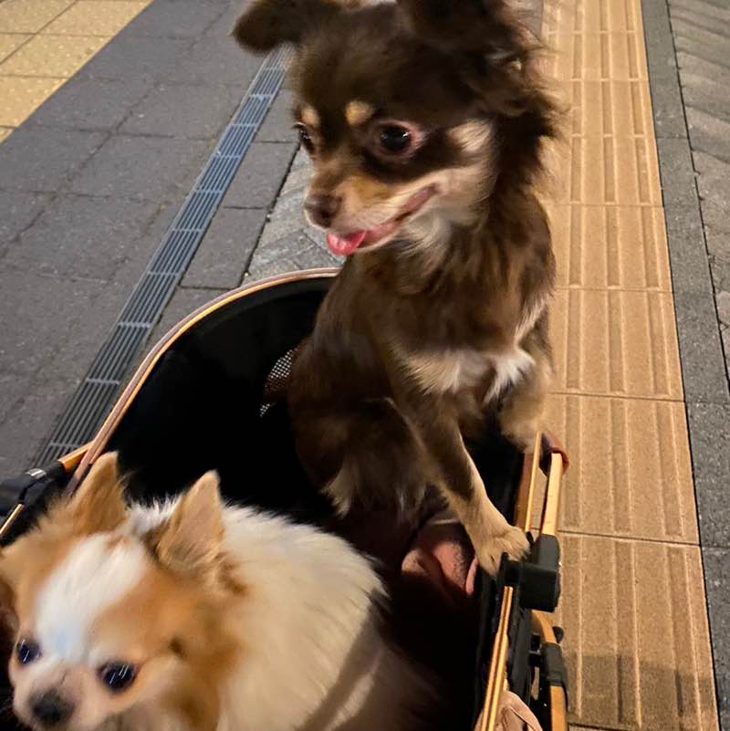 SMCJ 2024 A kana.zenno post image