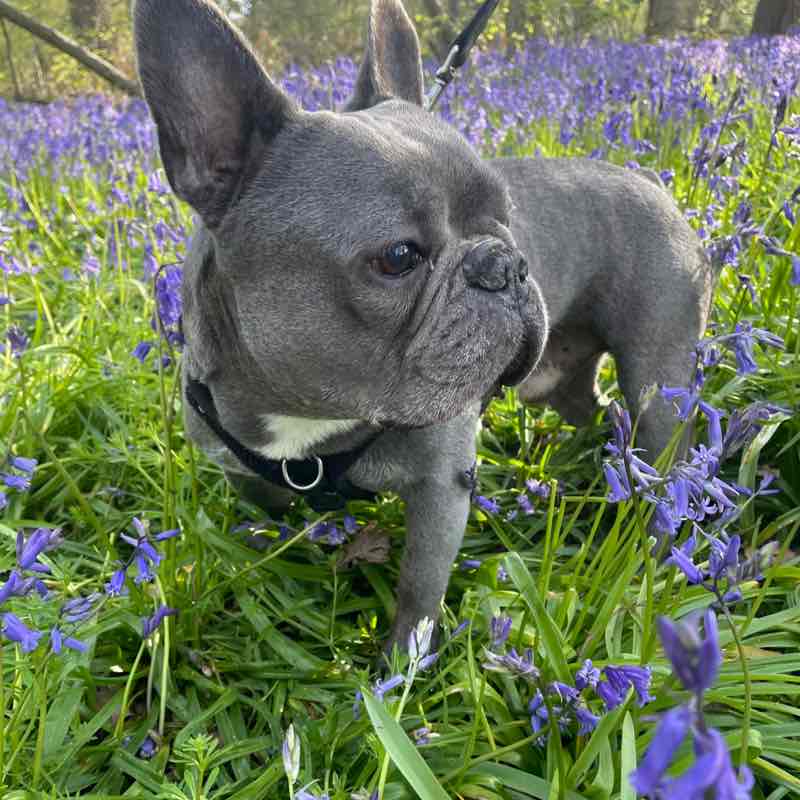 Green team Alison post image