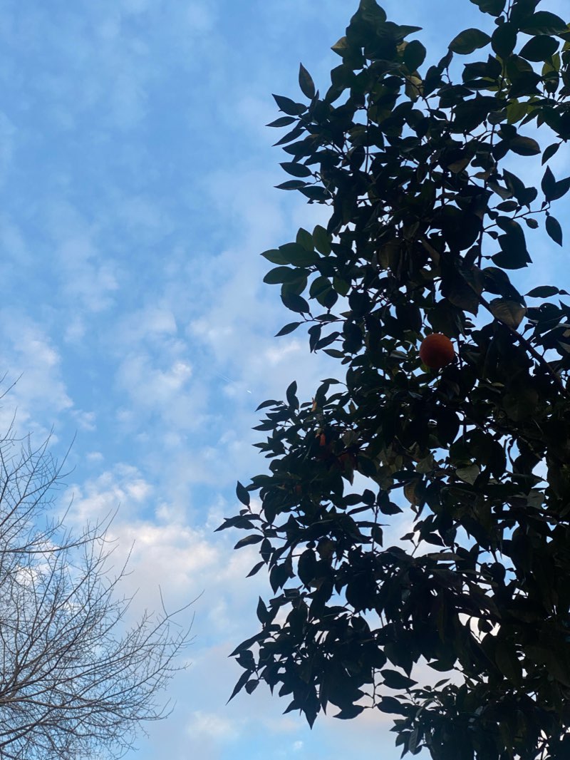 walking near me in پارک بانوان in winter