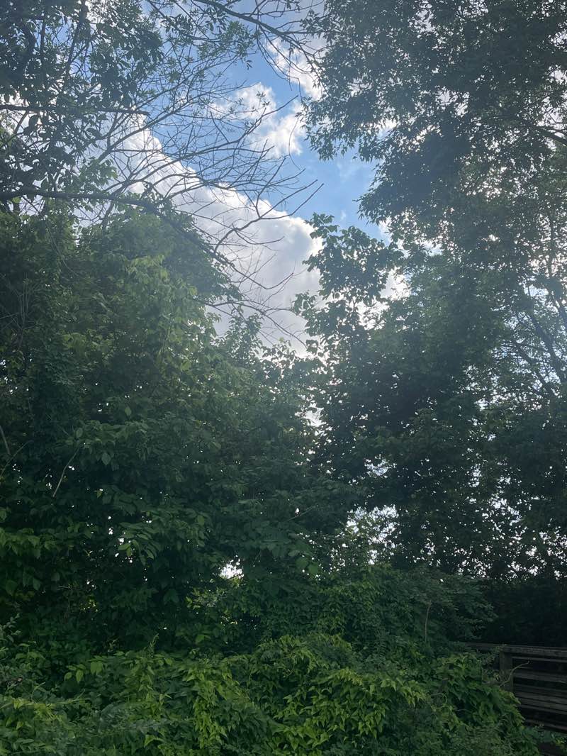 walking near me in Jerry Erwin Park in summer