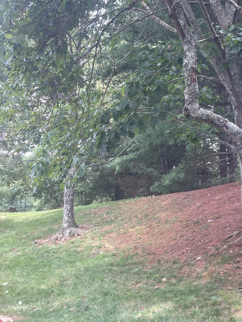 walking near me in Carrington Hills Dog Park in summer