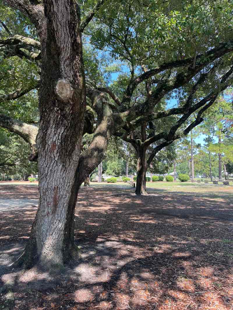 walking near me in Meyer Park in autumn