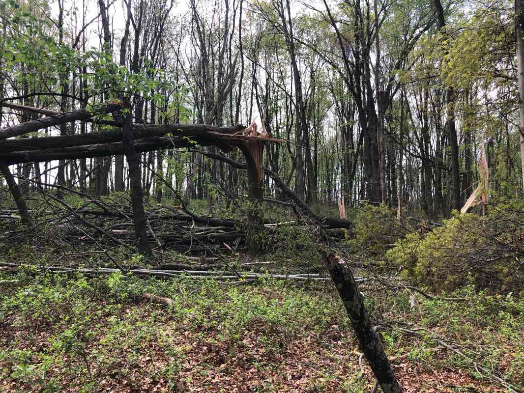 walking near me in Hampton Community Park in spring