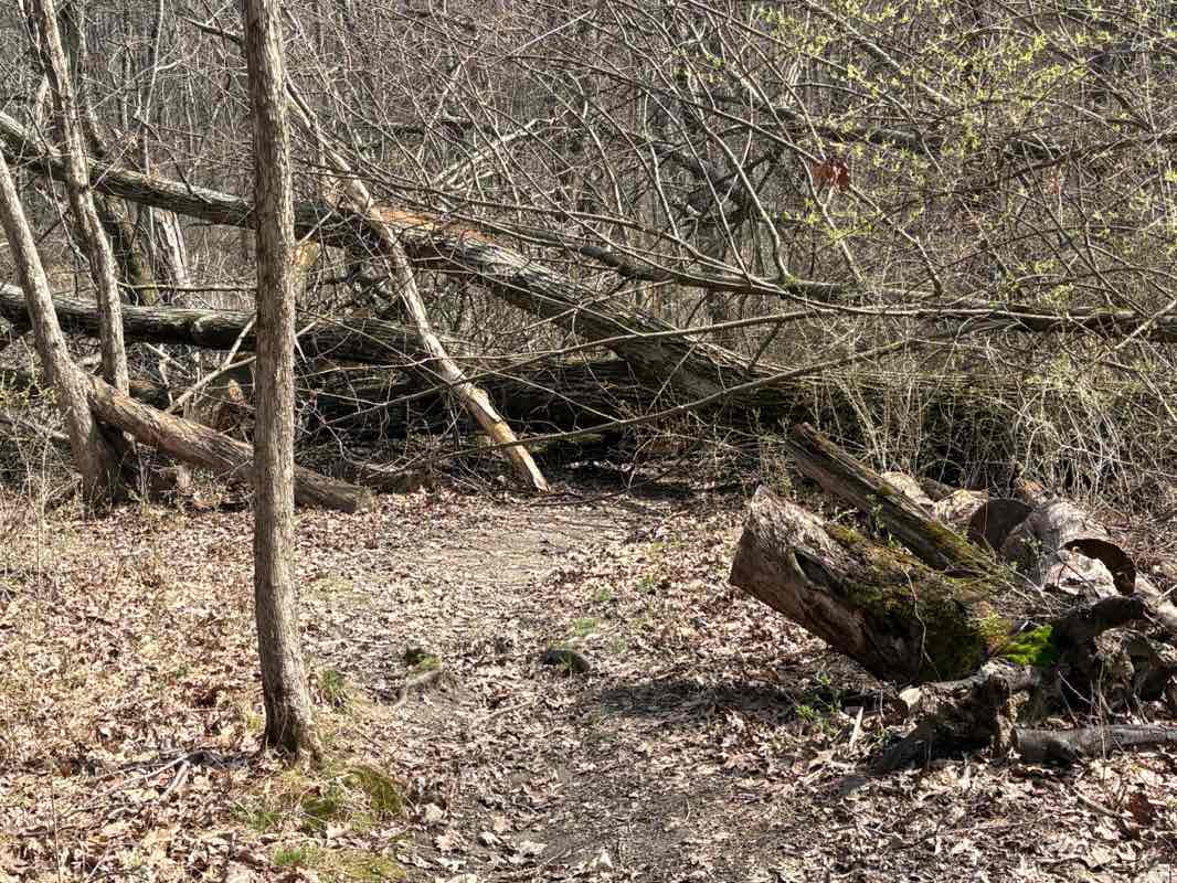 walking near me in Hampton Community Park in spring
