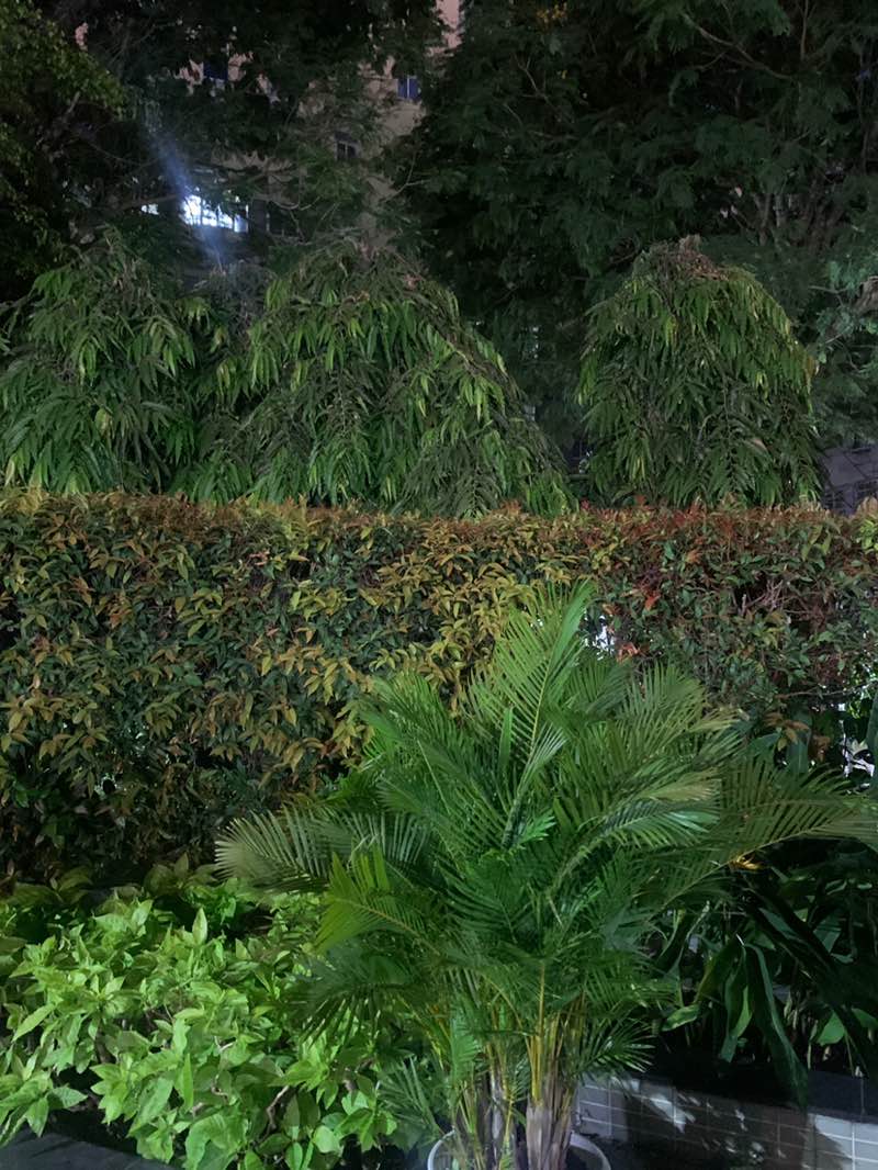 walking near me in Bach Tung Diep Park in spring