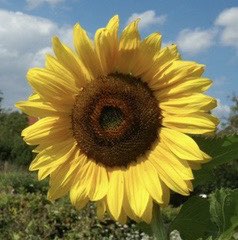 🌻Martin🌻 profile