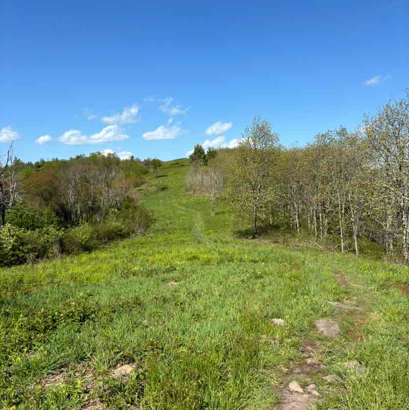 SEO Wellness Matthew Gilkenson post image