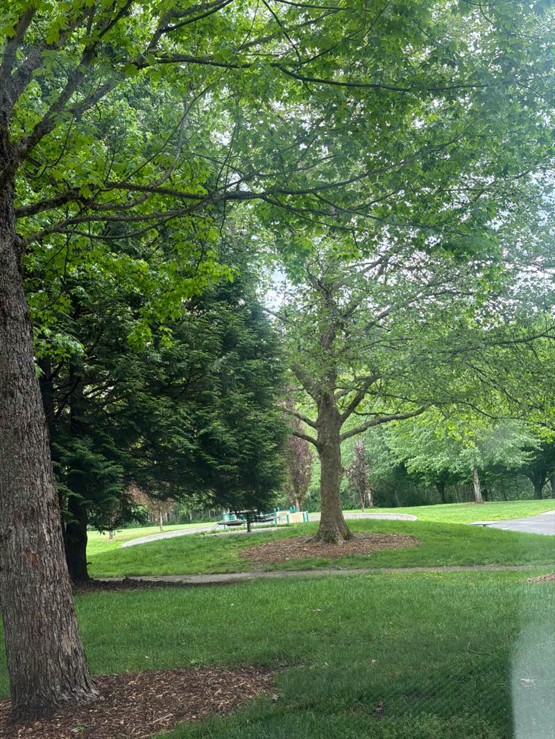 walking near me in Cascade View Park in spring