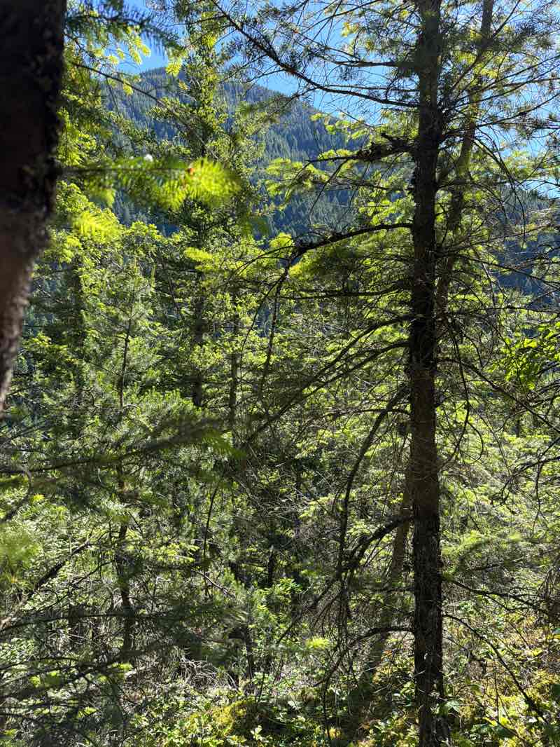 walking near me in Mount Si Natural Resources Conservation Area in summer