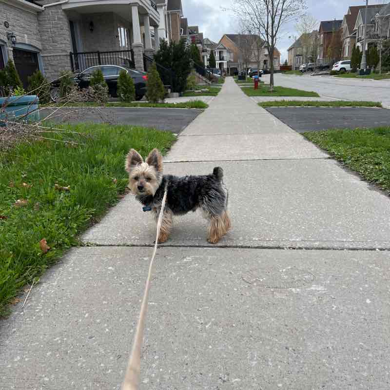 Pilar (& Sir Apricot) post 1