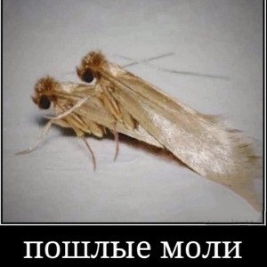 medvedka(focus) icon