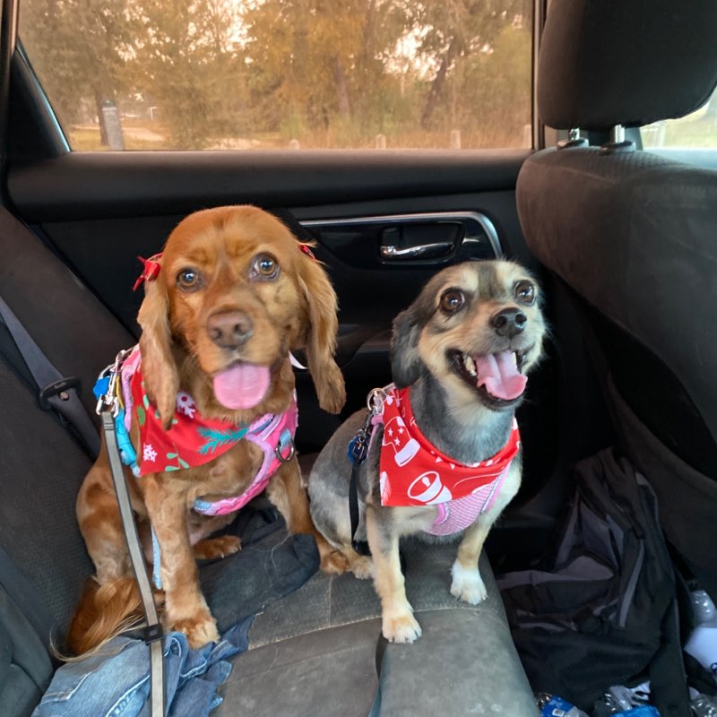 Maria 🇺🇸💞🇲🇽🐶