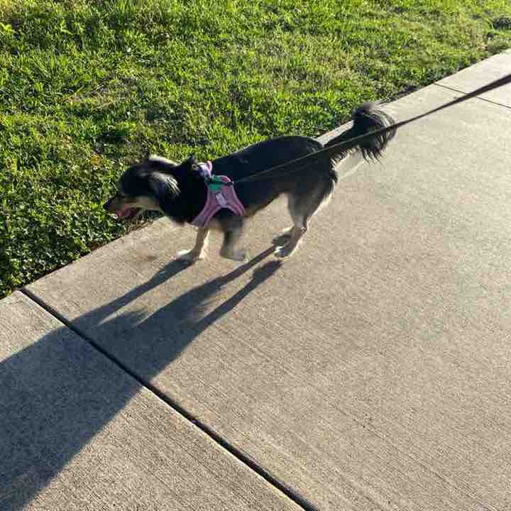 Maria 🇺🇸💞🇲🇽🐶 post 3