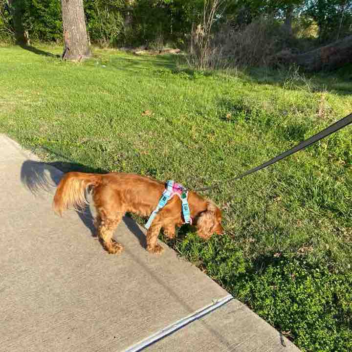 Maria 🇺🇸💞🇲🇽🐶 post 2