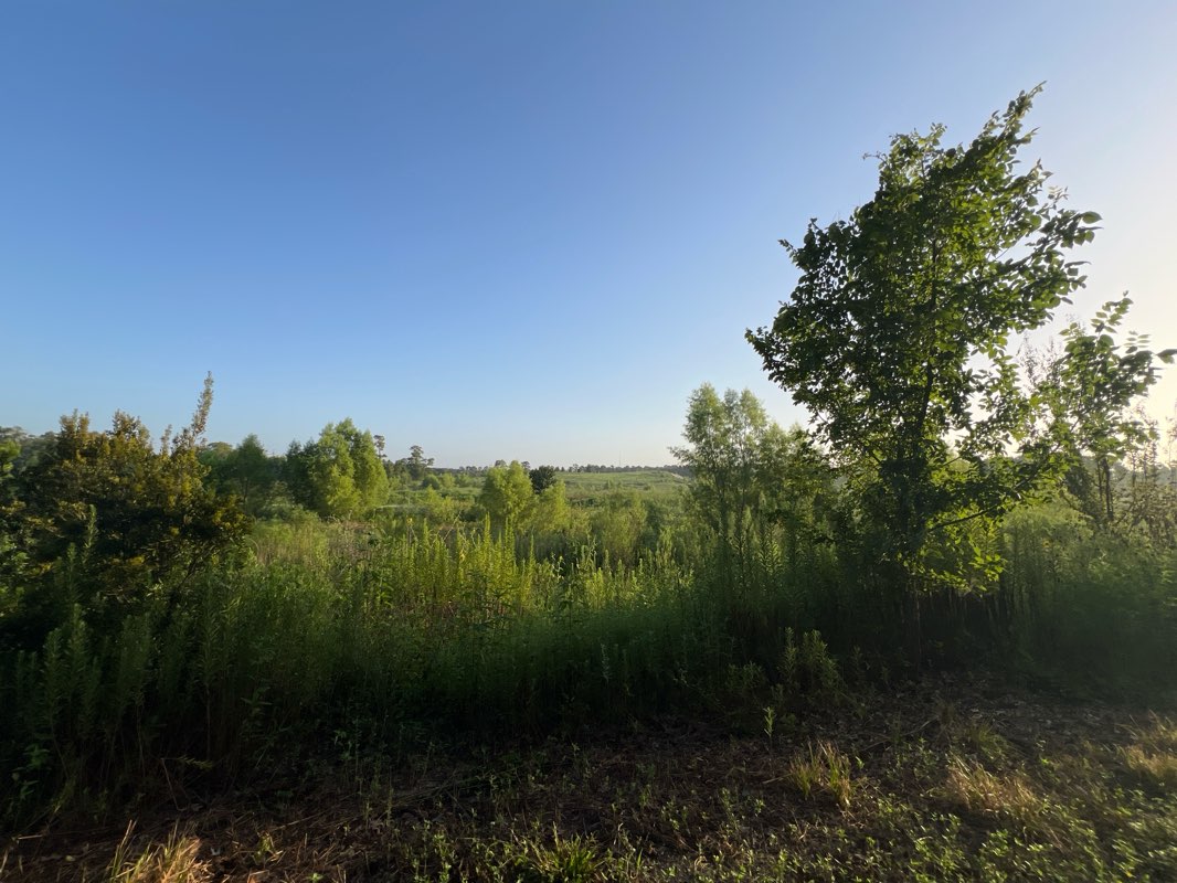 walking near me in Memorial Park in summer