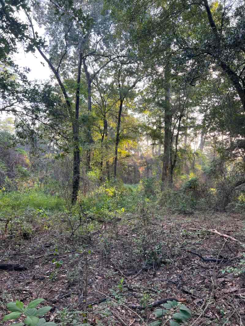 walking near me in Memorial Park in autumn