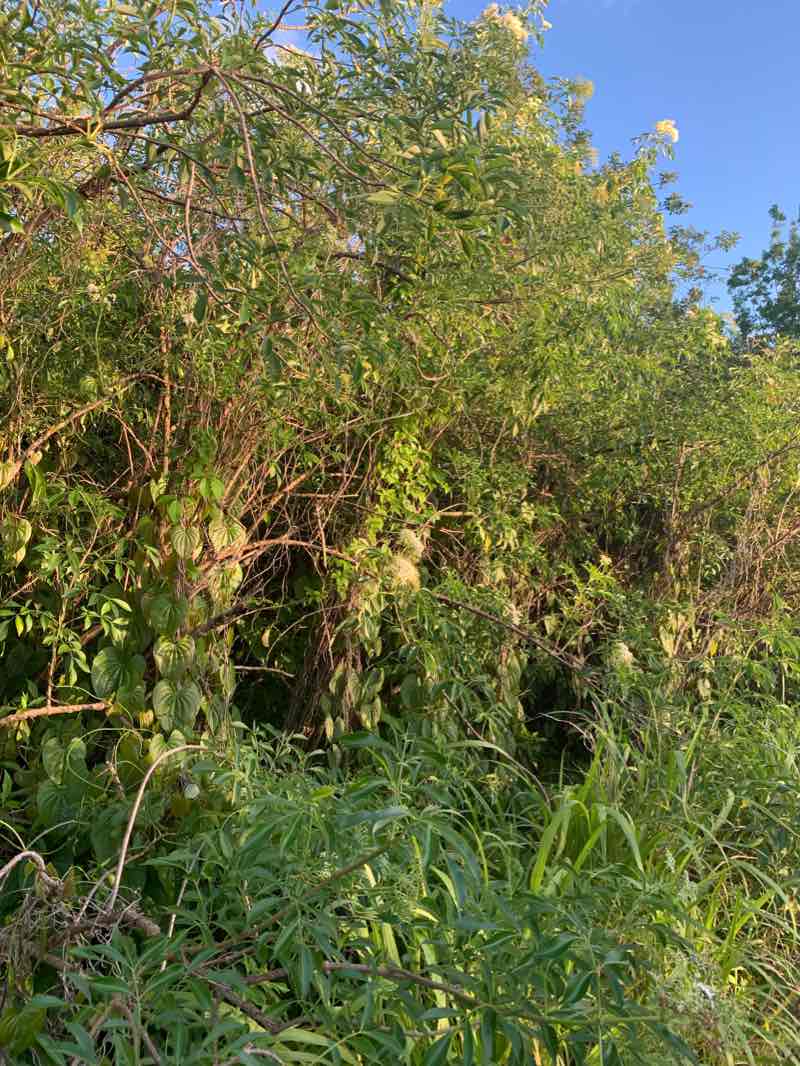walking near me in Kings Park in winter