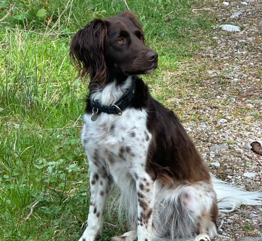 René 🐶⛰️🇨🇭