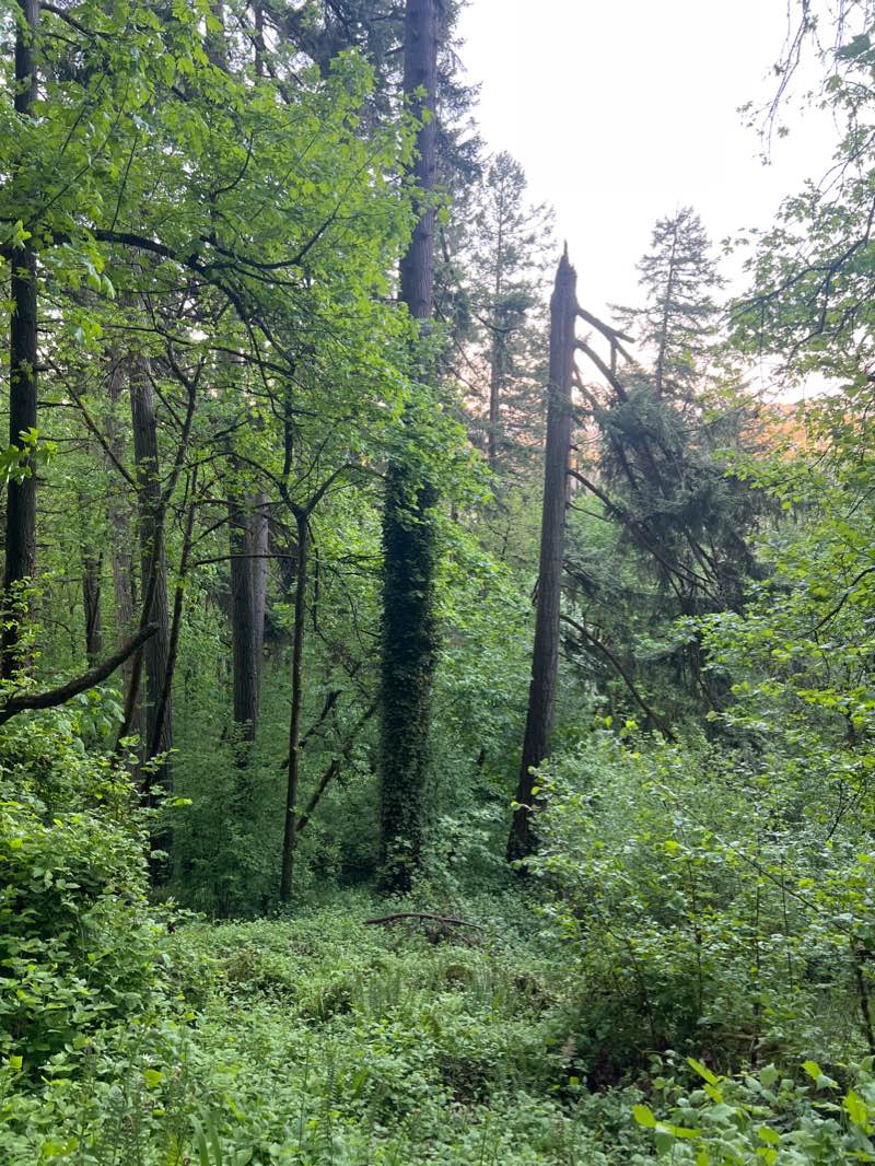 walking near me in Hendricks Park in winter