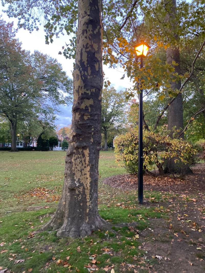 walking near me in Radburn B-Park in autumn