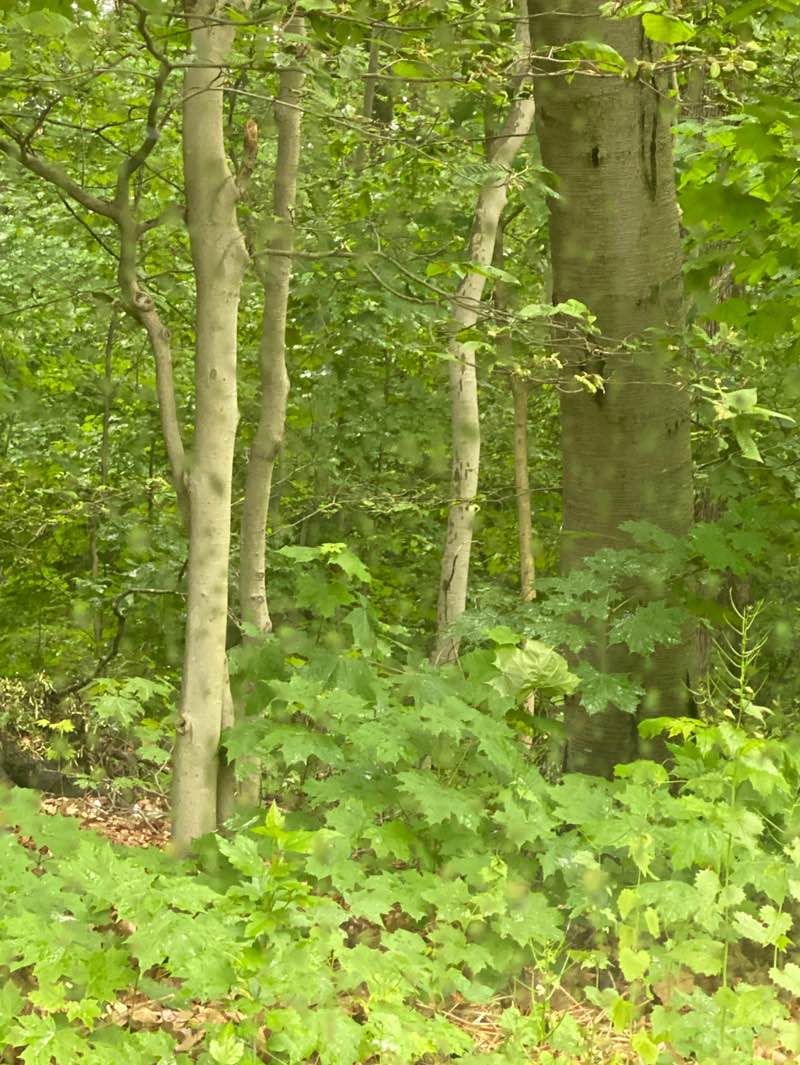 walking near me in Hunt's Woods in spring