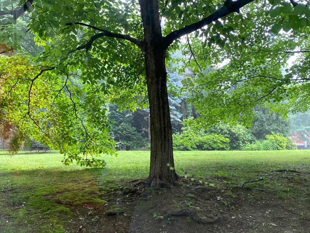 walking near me in De Lima Park in summer