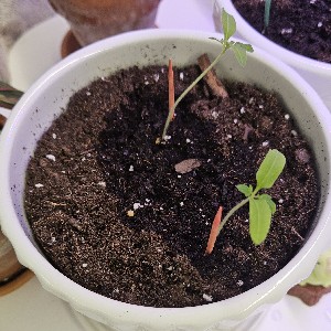 🍅Urban Farmer🍅