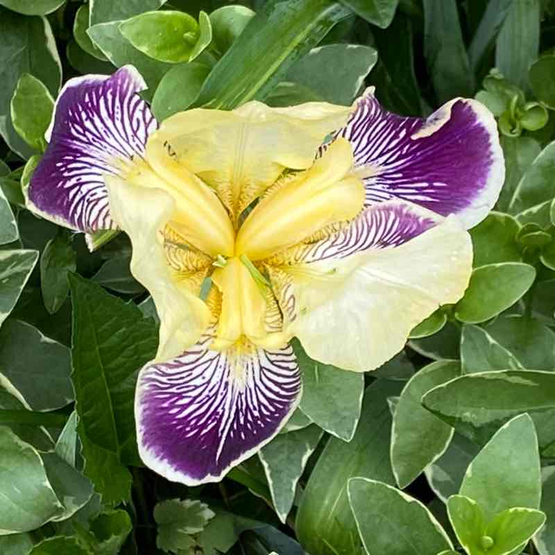 Marianne Cincinat post 1