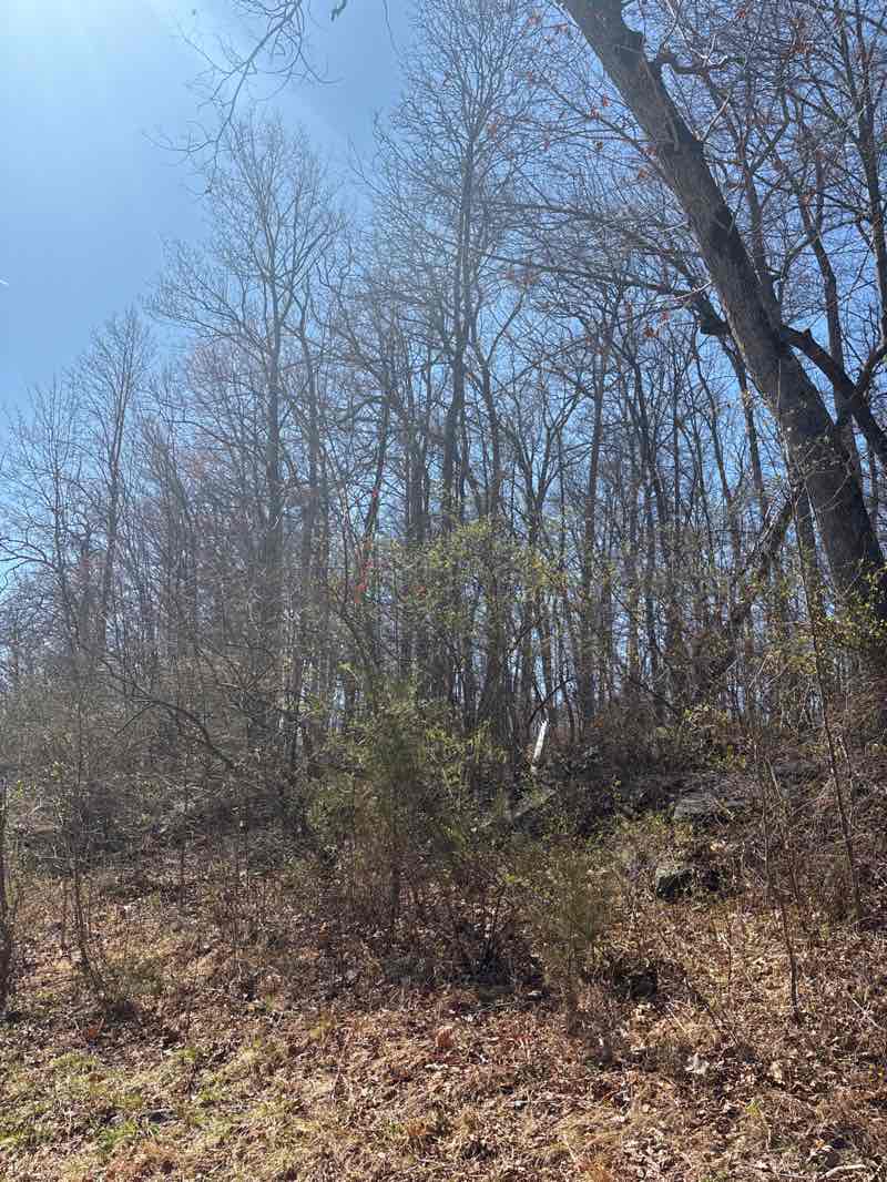 walking near me in Lane's Mill Park in spring