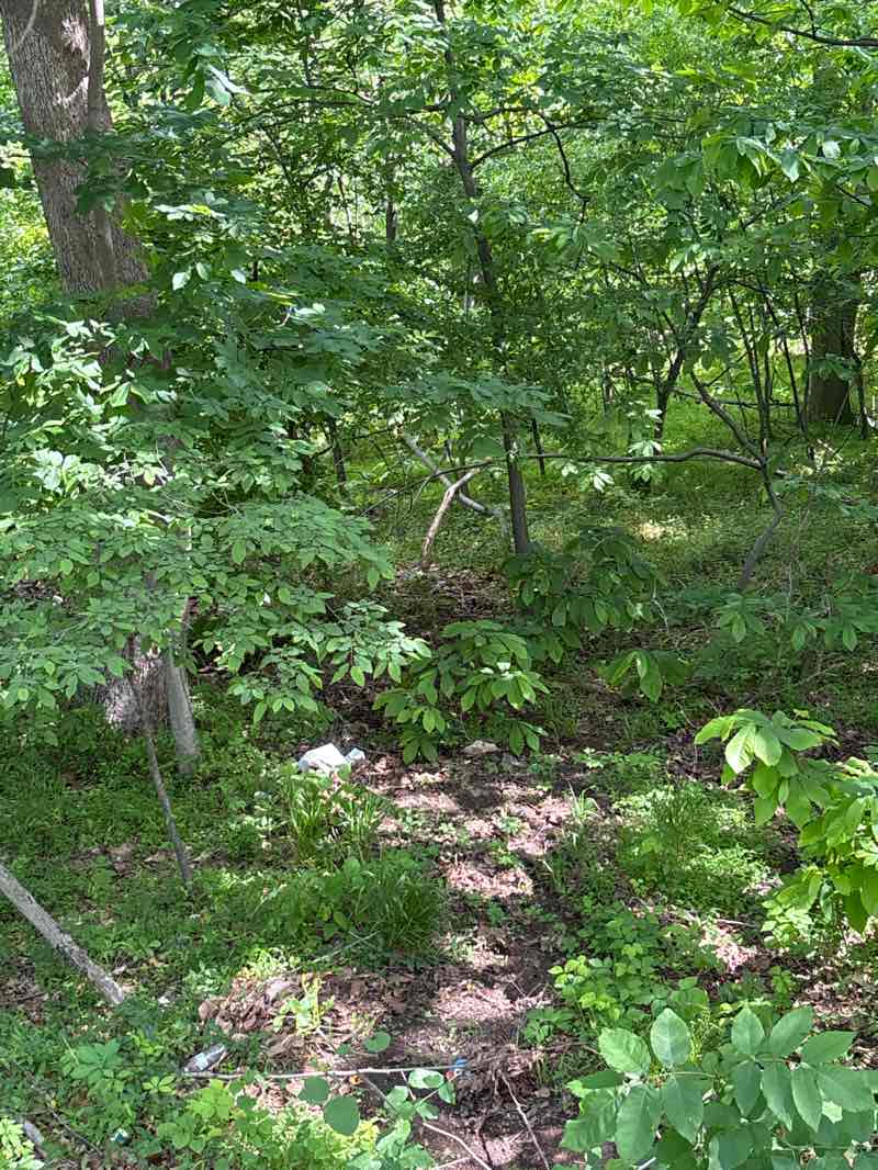 walking near me in Flatlick Stream Valley Park in spring