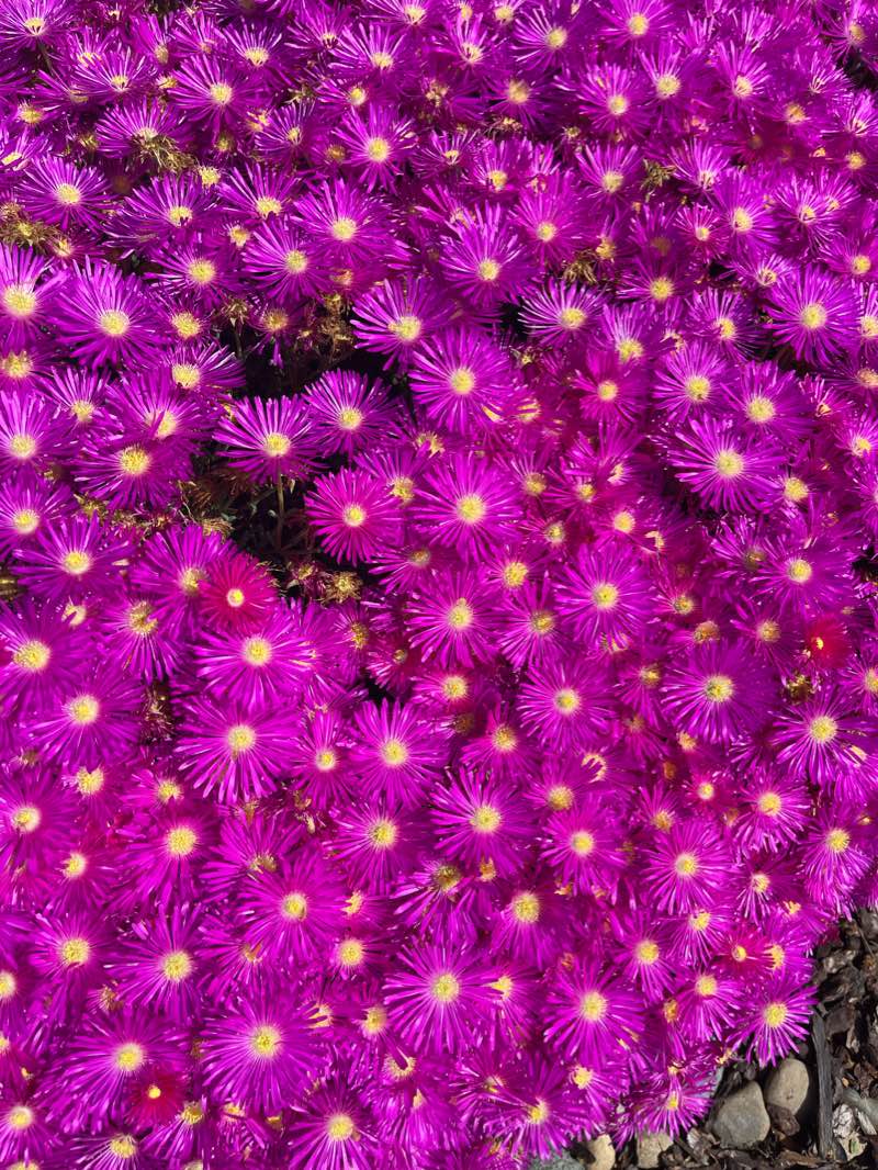 walking near me in Tuscany Park in winter
